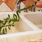 Бамбук счастья и паутинный клещ: как предотвратить появление этого распространенного вредителя растений Бамбук счастья и паутинный клещ: как предотвратить появление этого распространенного вредителя растений