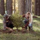 7 распространенных ошибок в уходе за деревьями, которые приводят к их гибели, и способы их предотвращения 7 распространенных ошибок в уходе за деревьями, которые приводят к их гибели, и способы их предотвращения